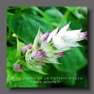 Salvia sclarea (le jardin de la poterie Hillen) www.poterie.fr